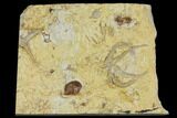 Rare Ordovician Starfish With Crinoid & Trilobite Fossils - Oklahoma #145031-1